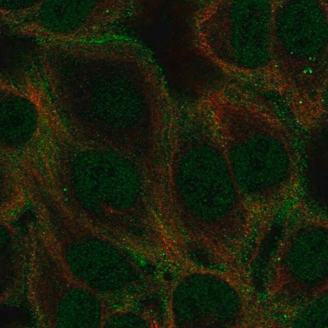 Anti-GABRA5 antibody produced in rabbit