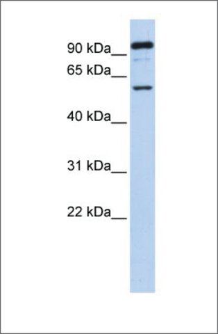 Anti-GABRR1 antibody produced in rabbit