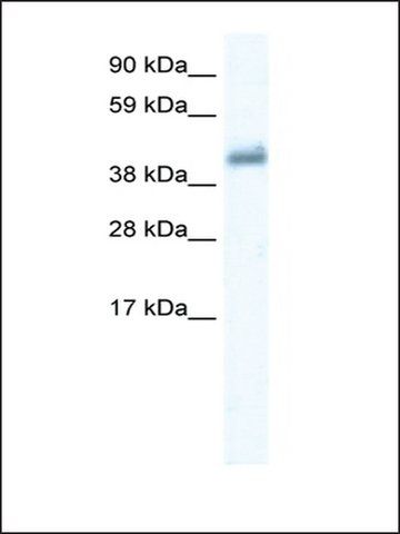 Anti-GABRE antibody produced in rabbit