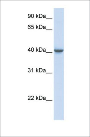 Anti-GABRA1 antibody produced in rabbit