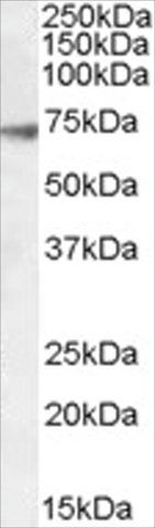 Anti-GABRA4 antibody produced in goat