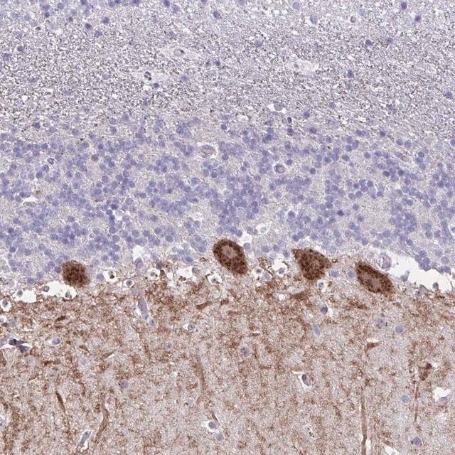 Anti-GALNT16 antibody produced in rabbit