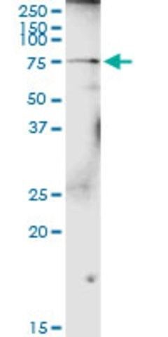 Anti-GALNT4 antibody produced in rabbit