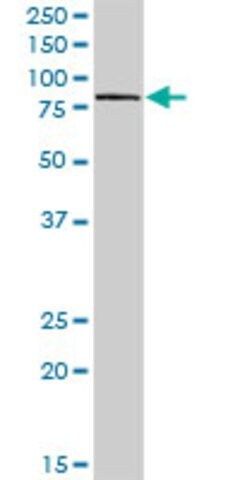 Anti-GAL3ST4 antibody produced in rabbit