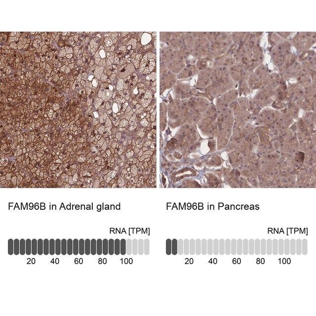 Anti-FAM96B antibody produced in rabbit