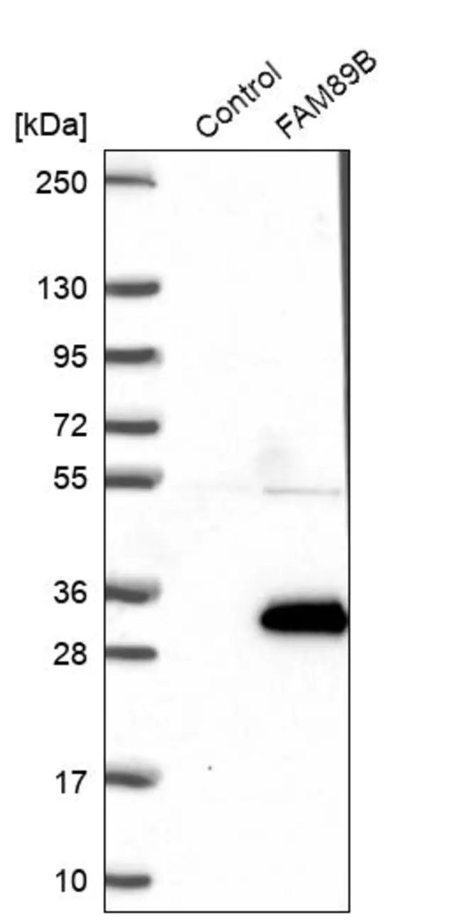 Anti-FAM89B antibody produced in rabbit