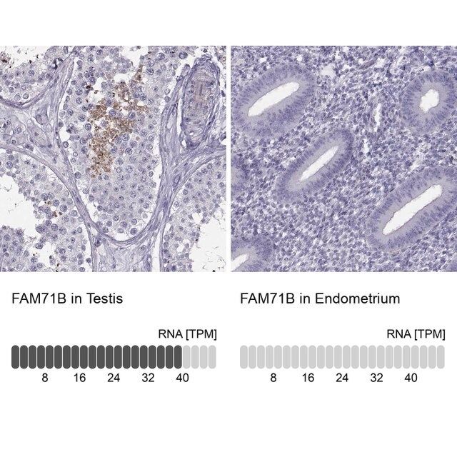 Anti-FAM71B antibody produced in rabbit