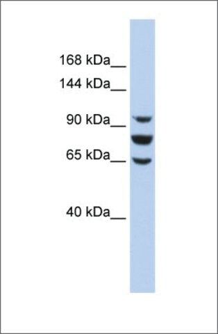 Anti-EPC1 antibody produced in rabbit