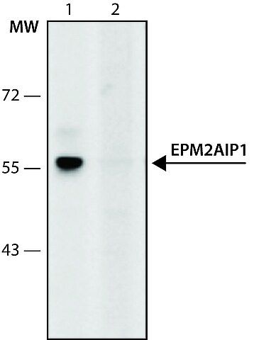 Anti-EPM2AIP1 (56-70) antibody produced in rabbit