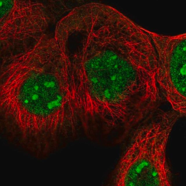 Anti-EXOC4 antibody produced in rabbit