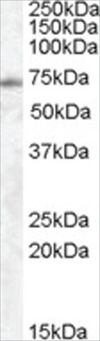 Anti-EXOC7 antibody produced in goat