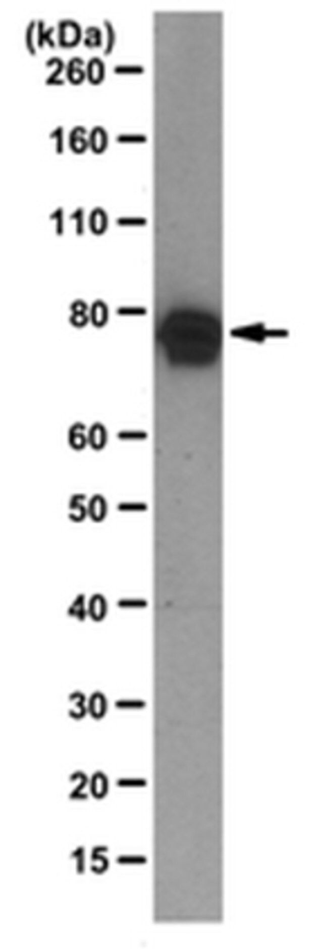 Anti-Exo70 Antibody, clone 70X13F3