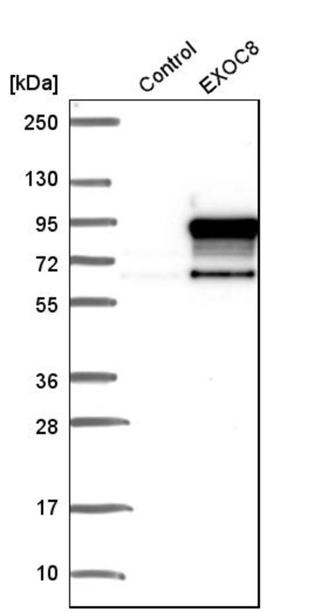 Anti-EXOC8 antibody produced in rabbit