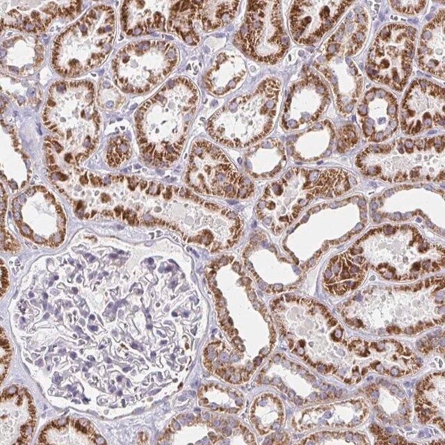 Anti-EXOC5 antibody produced in rabbit