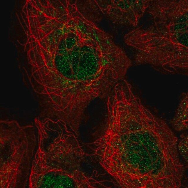 Anti-EXOC3 antibody produced in rabbit