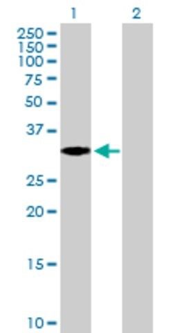 Anti-EXTL2, (C-terminal) antibody produced in mouse