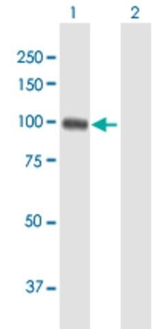 Anti-EZH2 antibody produced in mouse