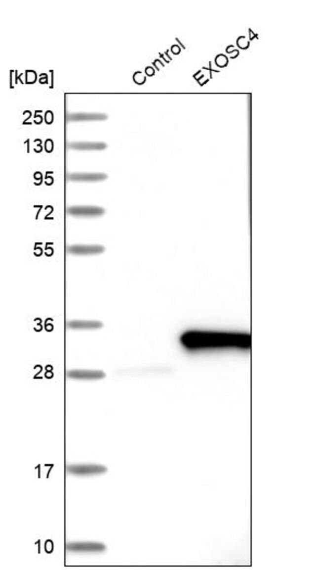 Anti-EXOSC4 antibody produced in rabbit