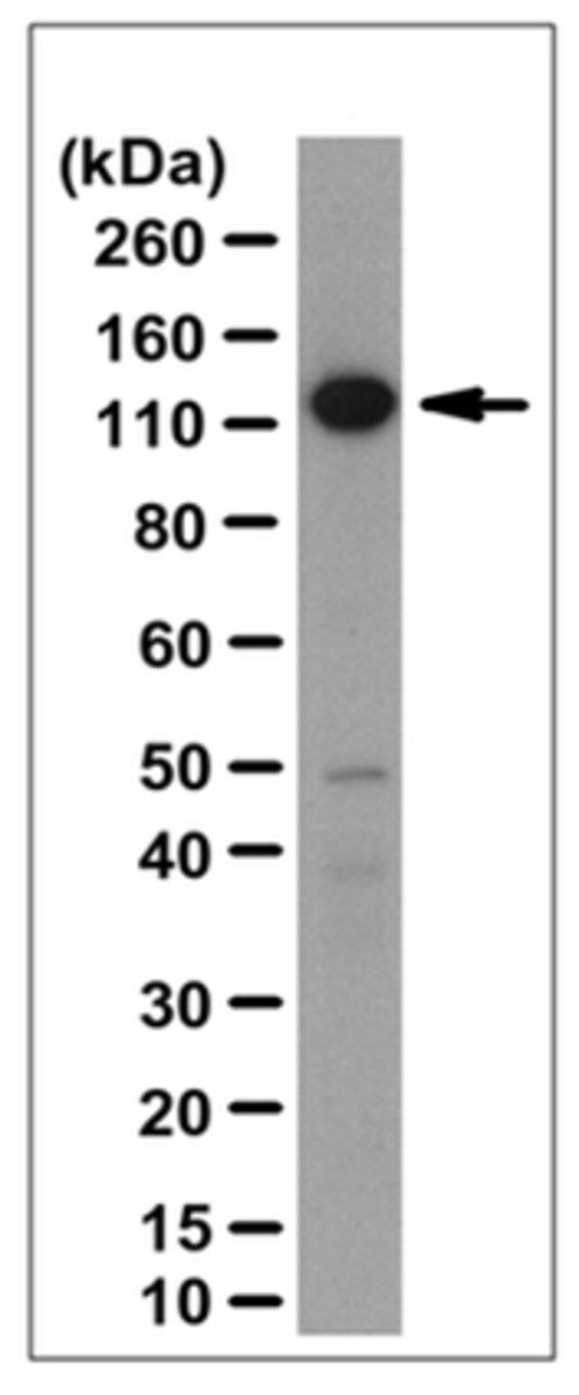 Anti-Exportin-1/CRM1 Antibody