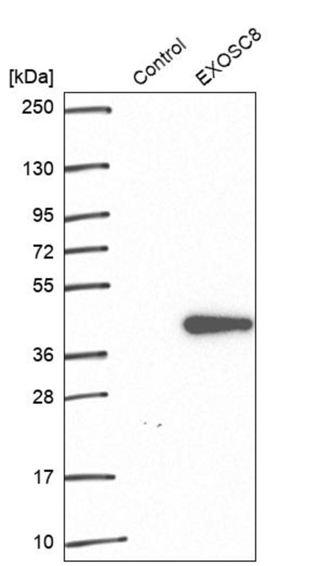 Anti-EXOSC8 antibody produced in rabbit