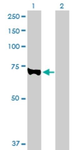 Anti-EZH2 antibody produced in rabbit