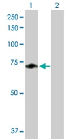 Anti-F11 antibody produced in mouse