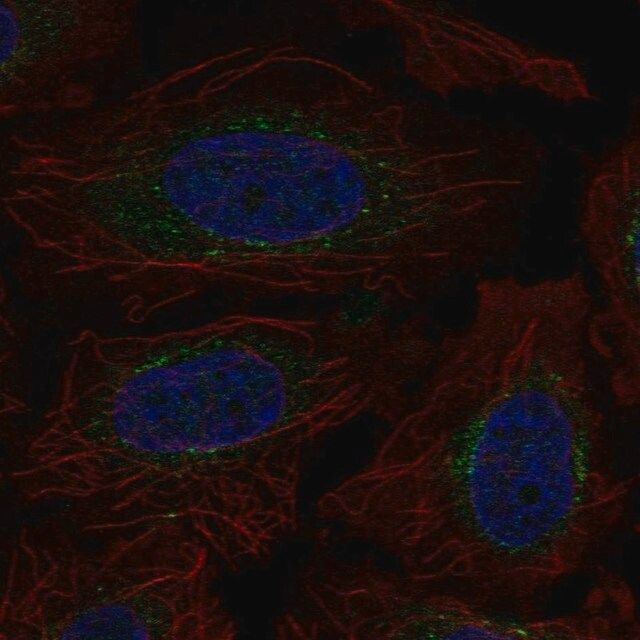 Anti-EXT2 antibody produced in rabbit