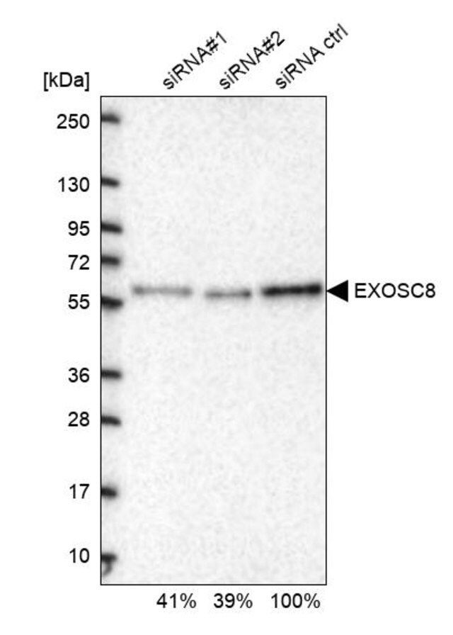 Anti-EXOSC8 antibody produced in rabbit