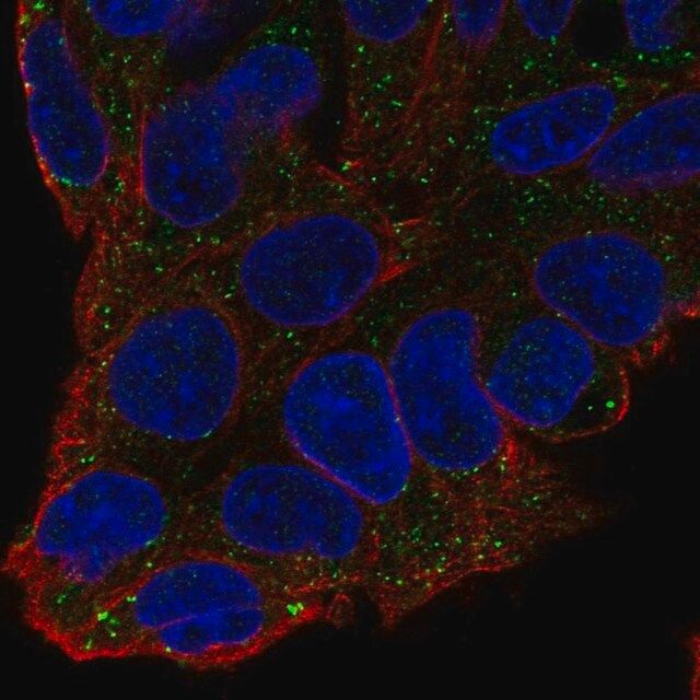 Anti-F11 antibody produced in rabbit