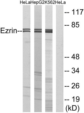 Anti-Ezrin, C-Terminal antibody produced in rabbit