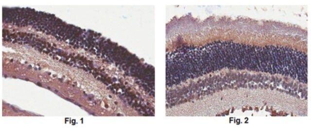 Anti-EYS Antibody, clone 3G10.1