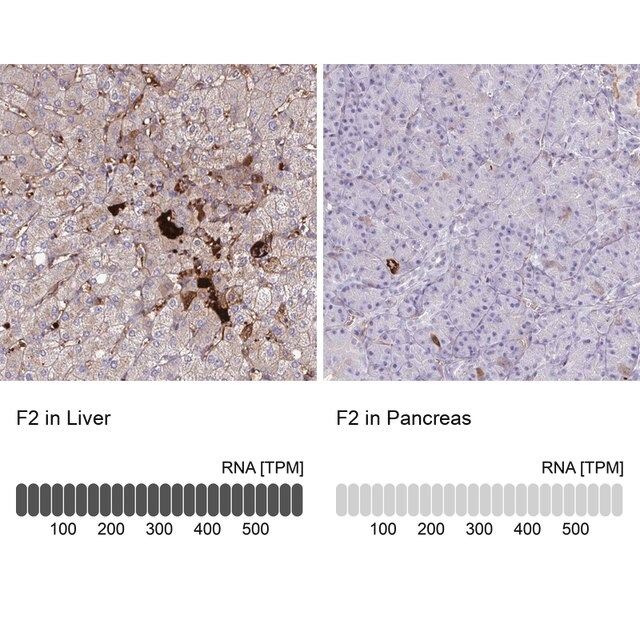 Anti-F2 antibody produced in rabbit