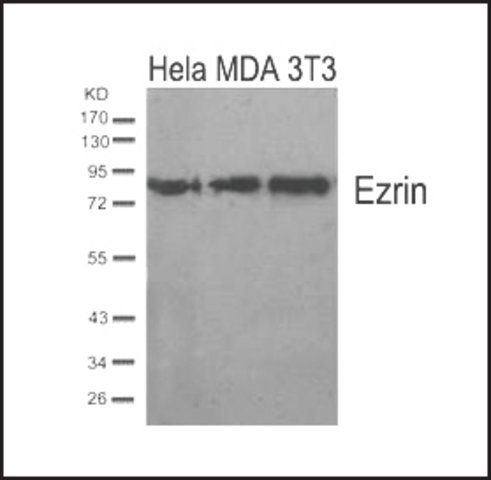 Anti-EZR (Ab-567) antibody produced in rabbit