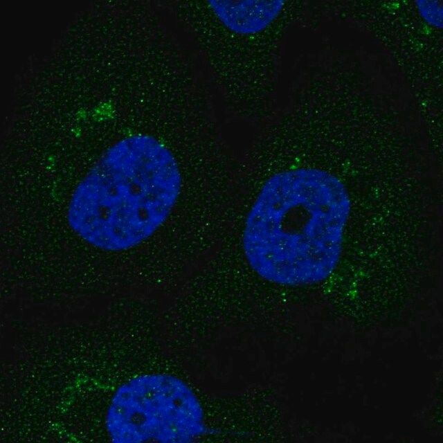 Anti-F3 antibody produced in rabbit