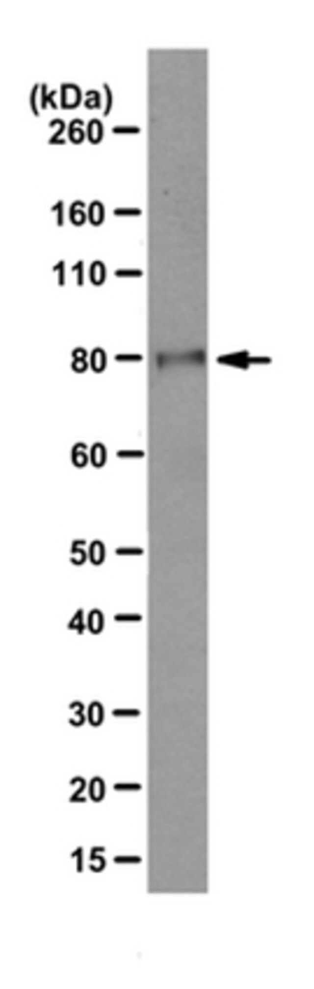 Anti-EZH2 Antibody, clone AE25