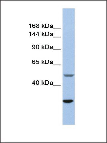 Anti-ZZZ3 antibody produced in rabbit