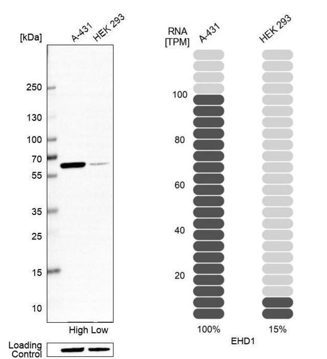 Anti-EHD1 antibody produced in rabbit