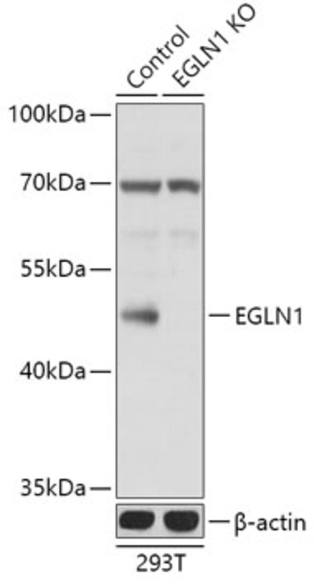 Anti-EGLN1 antibody produced in rabbit