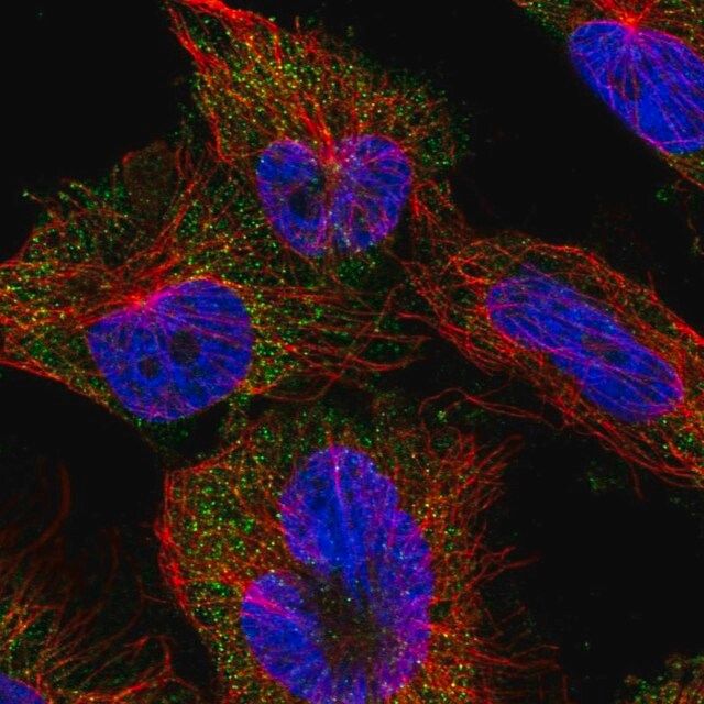 Anti-EFL1 antibody produced in rabbit