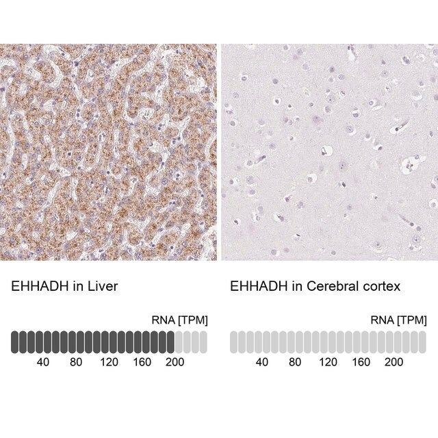 Anti-EHHADH antibody produced in rabbit