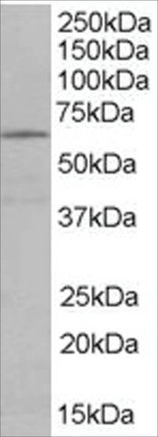 Anti-EHD2 antibody produced in goat