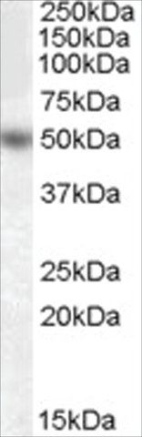 Anti-EGR4 antibody produced in goat