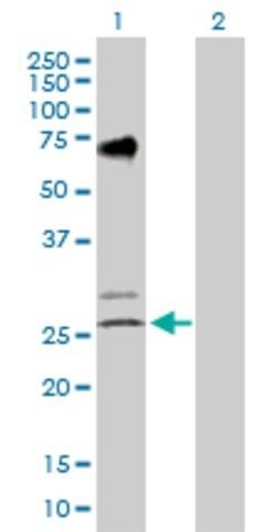 Anti-EGLN3 antibody produced in rabbit