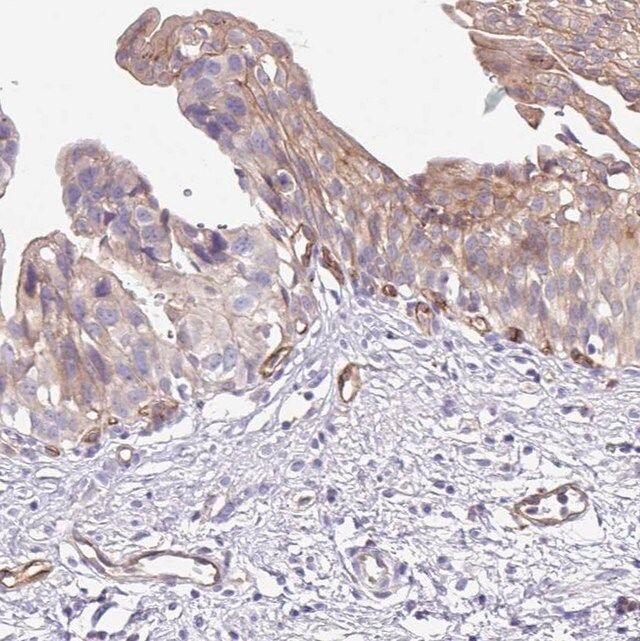 Anti-EHD4 antibody produced in rabbit