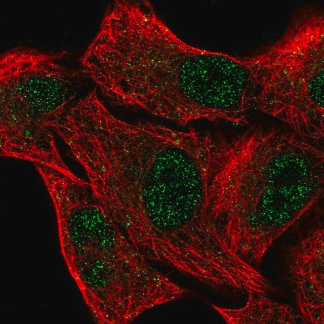 Anti-EGLN2 antibody produced in rabbit