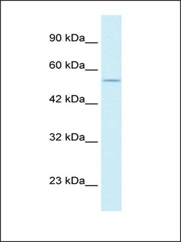 Anti-EGLN1 antibody produced in rabbit