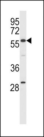 ANTI-EHD1 (C-TERM) antibody produced in rabbit