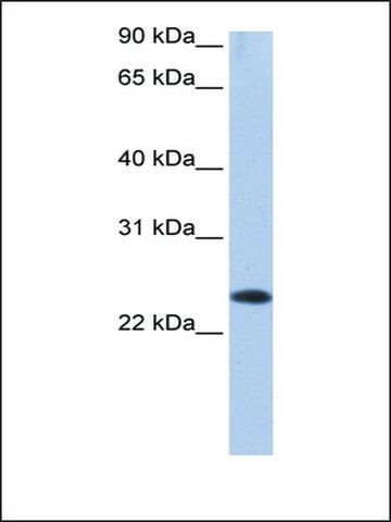 Anti-EGLN3 antibody produced in rabbit