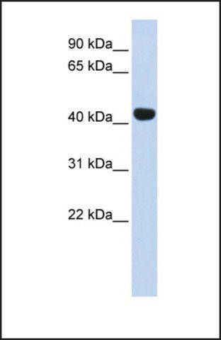 Anti-EGLN2 antibody produced in rabbit