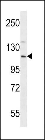 ANTI-EIF3CL(N-TERMINAL) antibody produced in rabbit